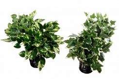 042 veštačke lozice